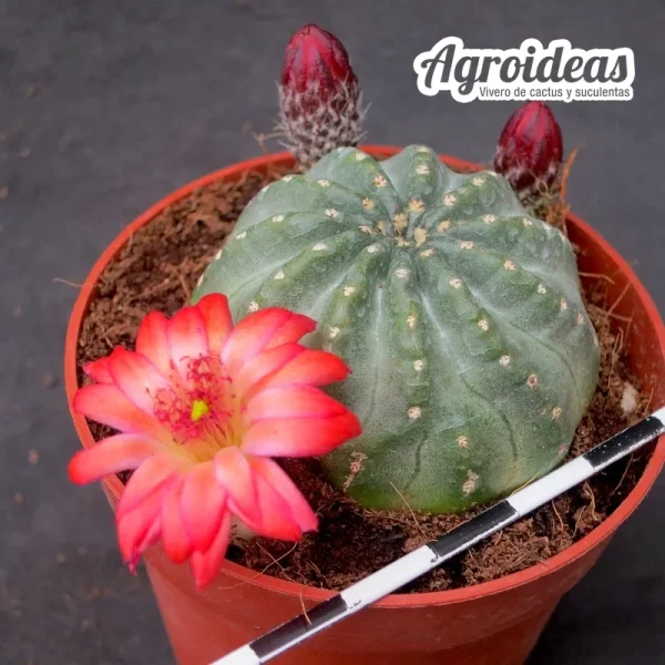 Echinocereus pulchellus cv. Ladybug "Ex. Agroideas" - Imagen 2