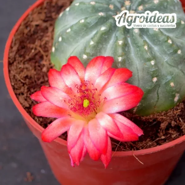 Echinocereus pulchellus cv. Ladybug "Ex. Agroideas"