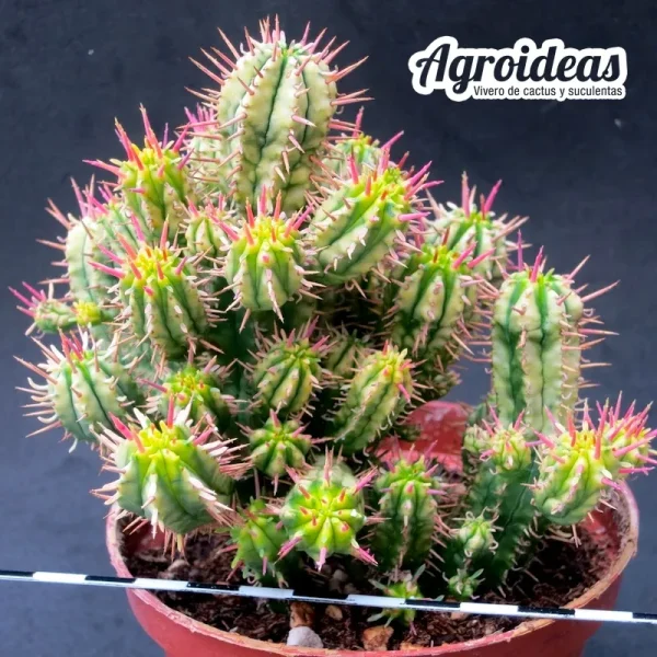 Euphorbia agregata «variegata»