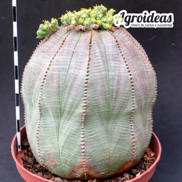 Euphorbia obesa "Ejemplar" MØ-11cm