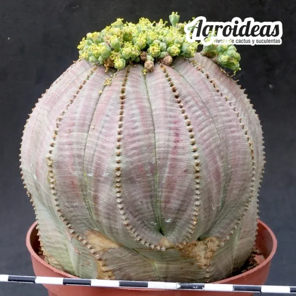 Euphorbia obesa "Ejemplar" MØ-11cm - Imagen 2