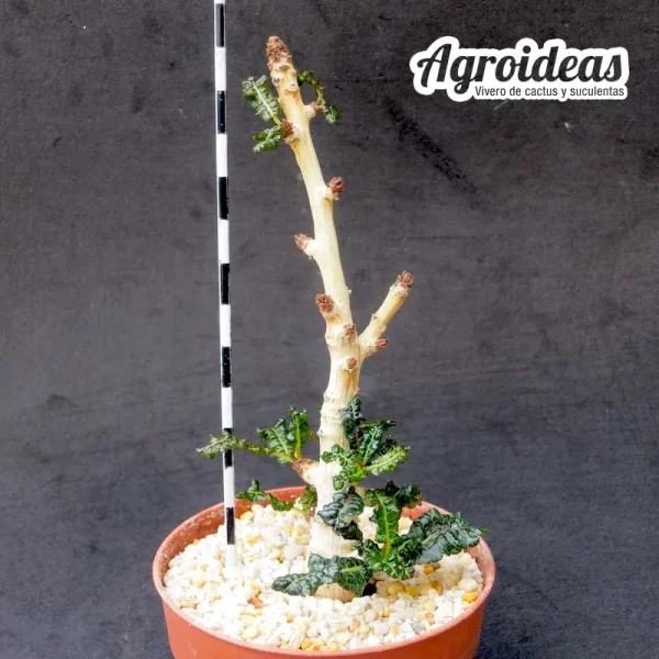 Boswellia nana
