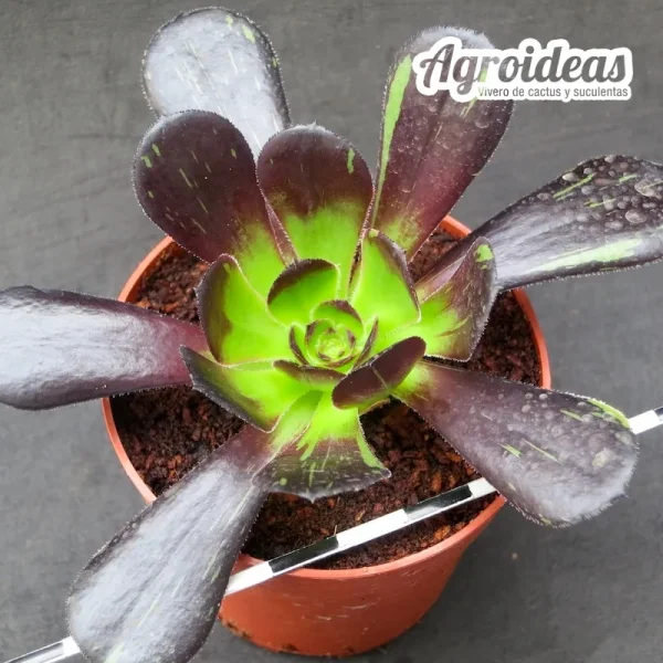 Aeonium "Big band" variegata
