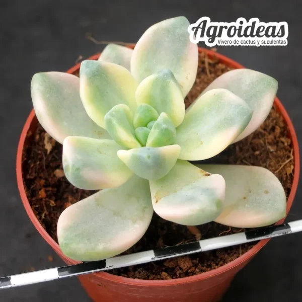 Graptoveria "Titubans Variegata"