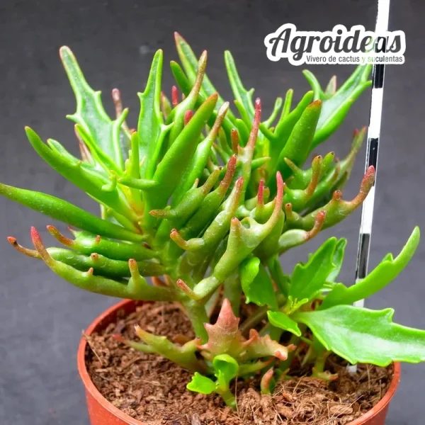 Kalanchoe tarantula - Imagen 2