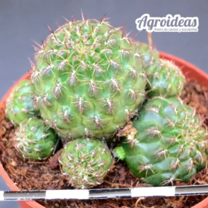 Sulcorebutia kruegeri var. hoffmannii