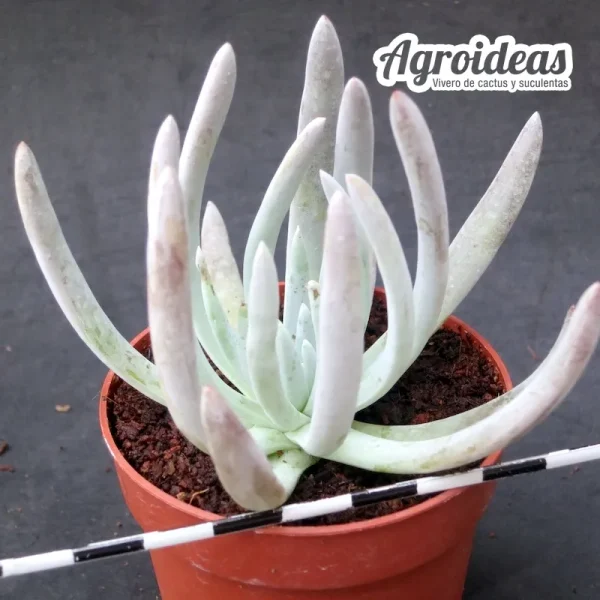 Dudleya virens ssp. hassei - Imagen 2