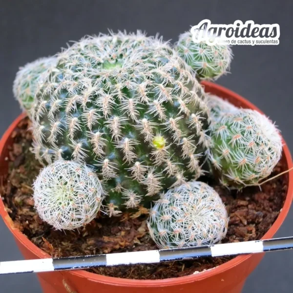 Sulcorebutia vasqueziana ssp. alba - Imagen 2