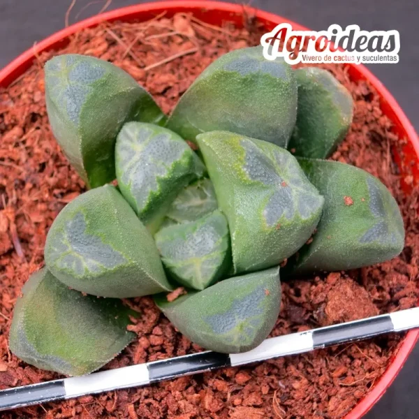 Haworthia "Agalia"