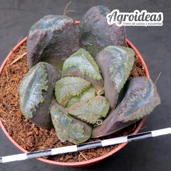 Haworthia truncata eastbourne "clon 1"
