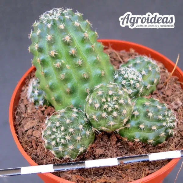 Rebutia pygmaea var. haagei - Imagen 2