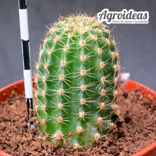 Chamaelobivia "Lincoln Stardust" - Imagen 2