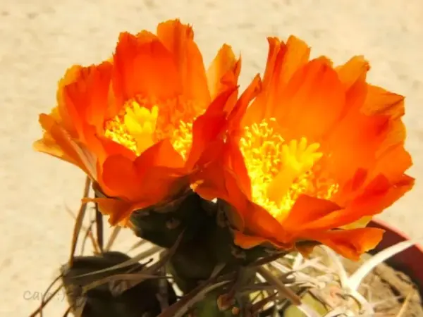 Tephrocactus darwinii