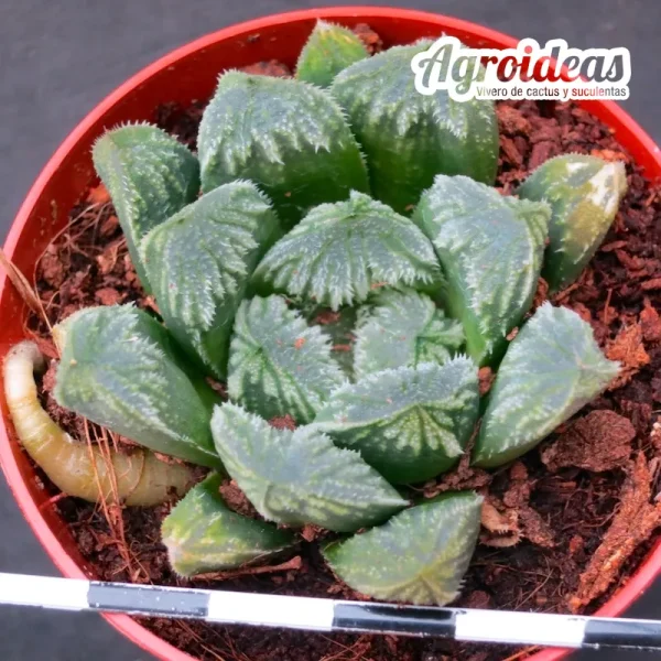 Haworthia cv. "Kegazato"
