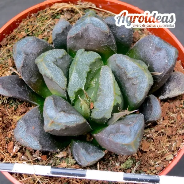 Haworthia cv. "Bell Hooks"
