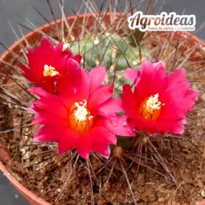 Sulcowarthia x lepida cv. Jimenado