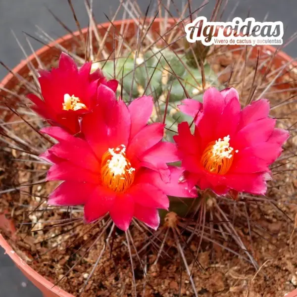 Sulcowarthia x lepida cv. Jimenado