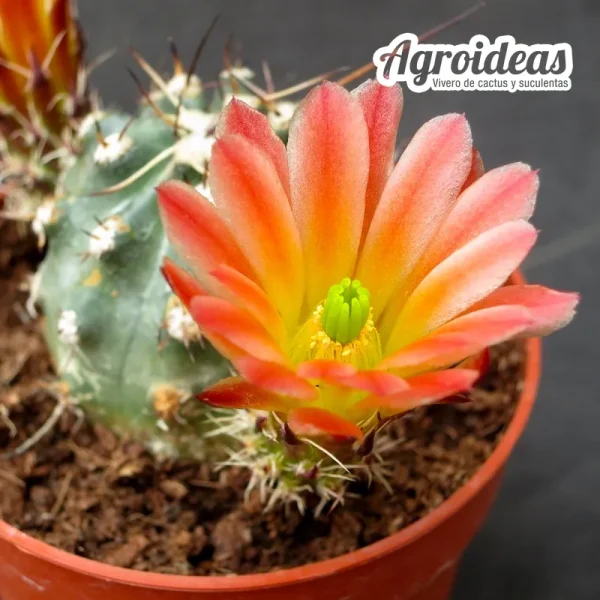 Echinocereus davisii X amoenus