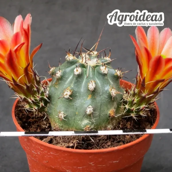 Echinocereus davisii X amoenus - Imagen 2