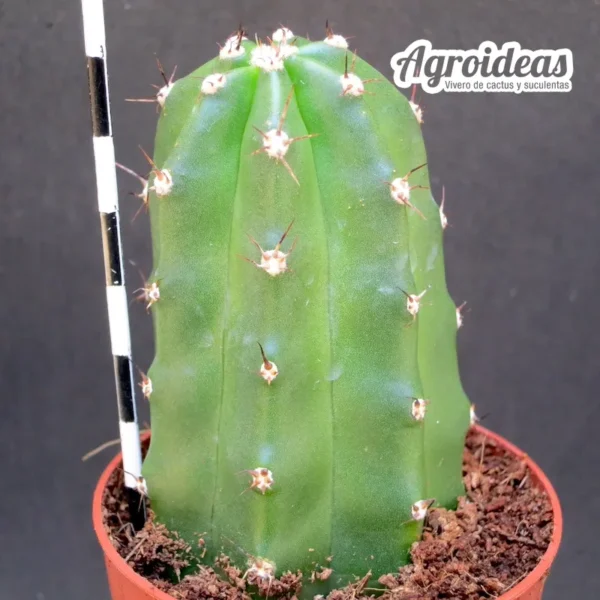 Echinocereus cv. Sylvana "Ex. Agroideas" - Imagen 2