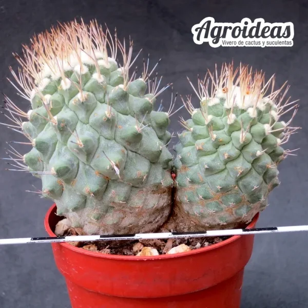 Strombocactus disciformis «bicéfalo» Selección