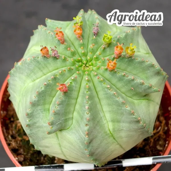 Euphorbia X obesa "Ex. Agroideas" - Imagen 2