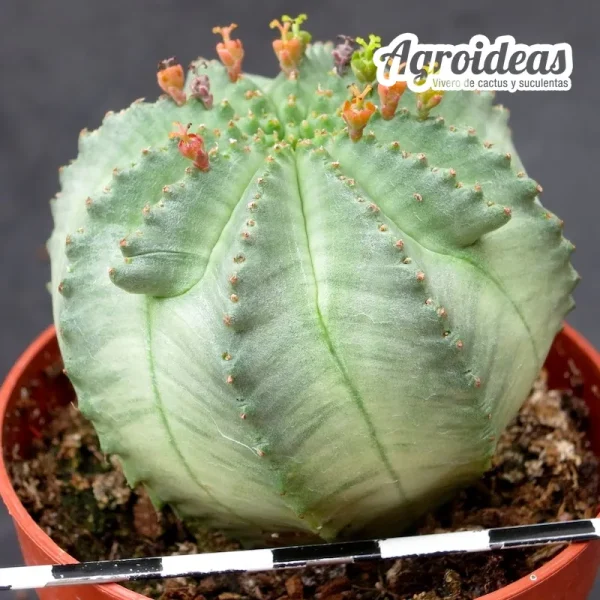 Euphorbia X obesa "Ex. Agroideas"