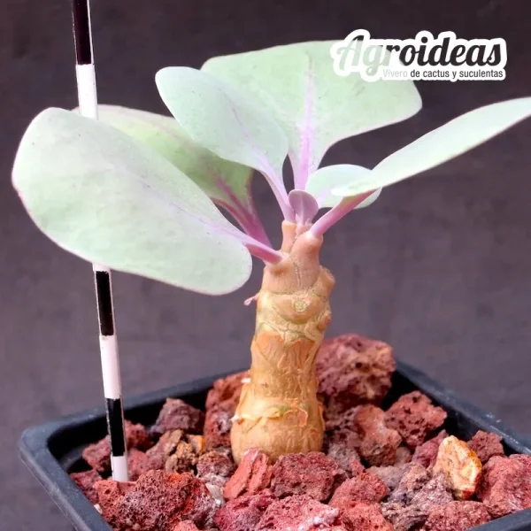 Othonna triplinervia X herrei «3 años»