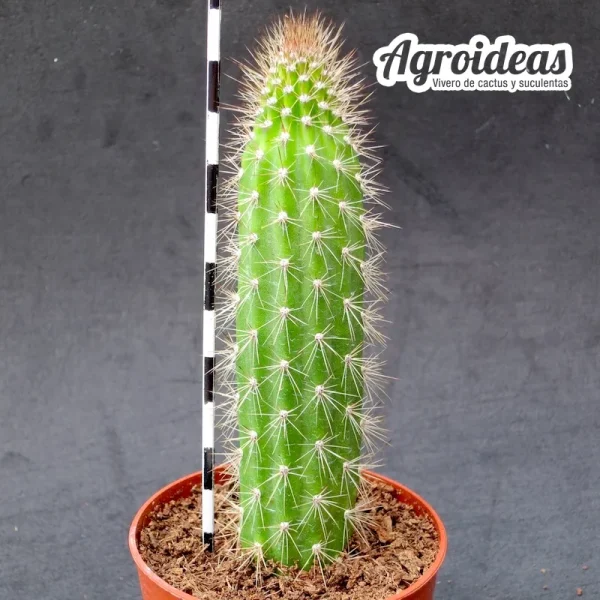Peniocereus serpentinus - Imagen 2