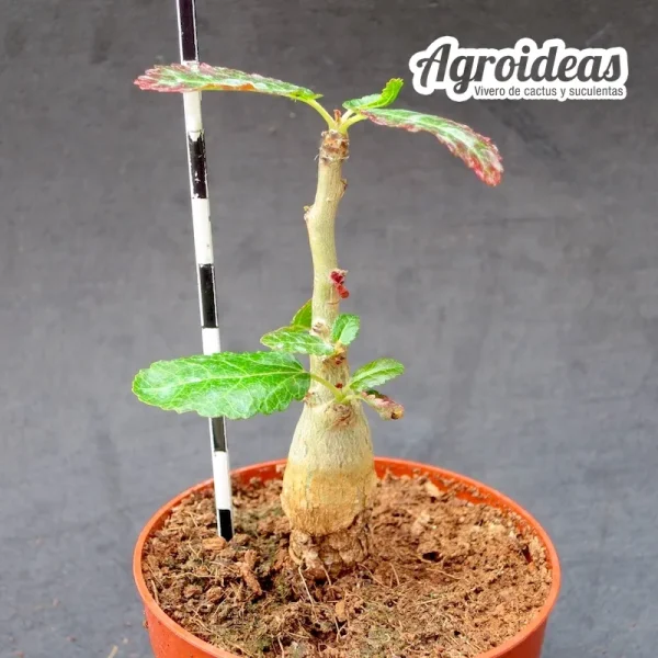 Boswellia popoviana