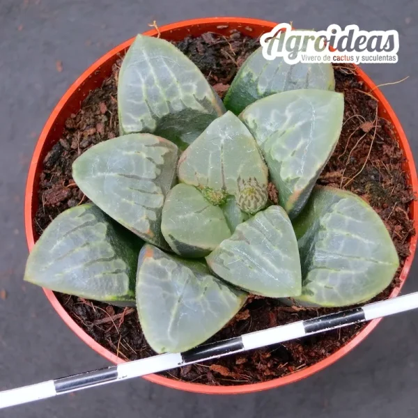 Haworthia cv. "Yangoku"