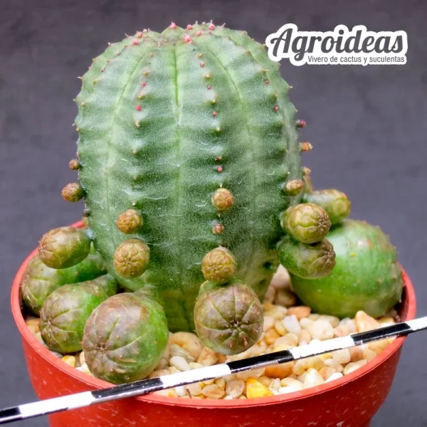 Euphorbia X obesa fr. caespitosa