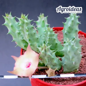 Huervalia "Pointy birds"