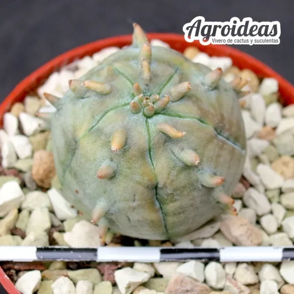 Euphorbia cv. Ferobesa "Ex. Agroideas" - Imagen 2