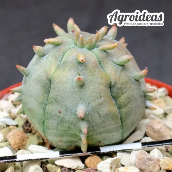 Euphorbia cv. Ferobesa "Ex. Agroideas"