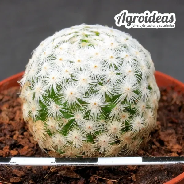 Mammillaria herrerae - Imagen 2