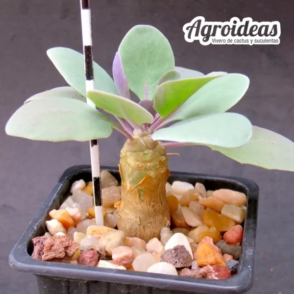Othonna triplinervia "3 años"
