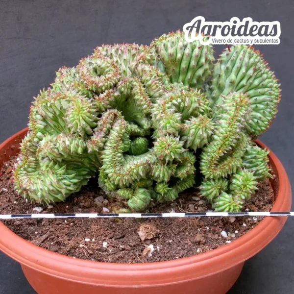 Euphorbia mammillaris "Cristata" TØ-17cm (Ejemplar)