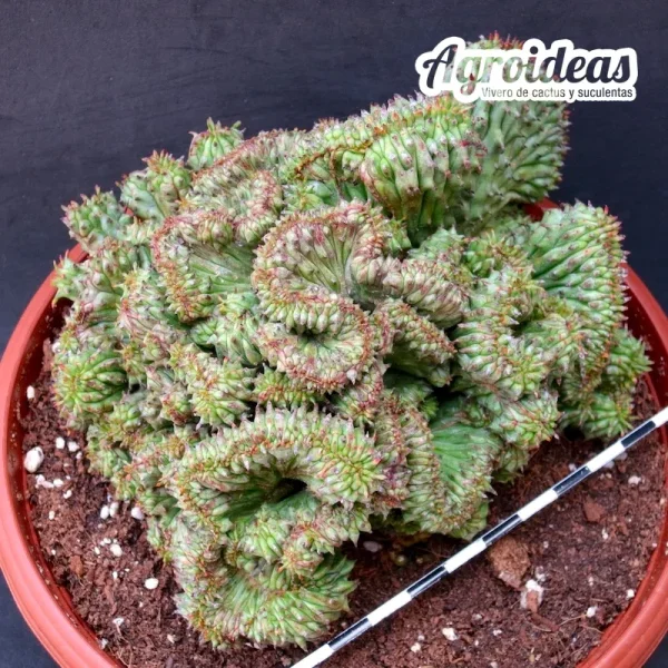 Euphorbia mammillaris "Cristata" TØ-17cm (Ejemplar) - Imagen 2