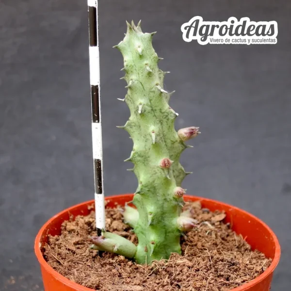 Stapelianthus "Snow Crystal" - Imagen 2