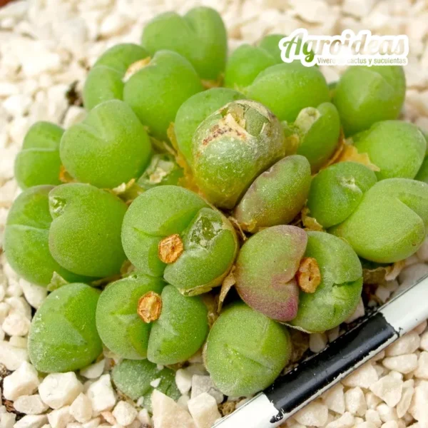 Conophytum vanheerdei