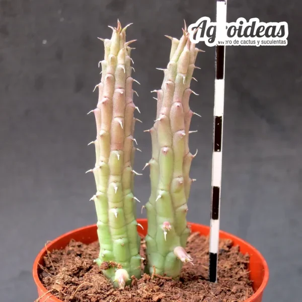 Huernia X tanganyikensis - Imagen 2