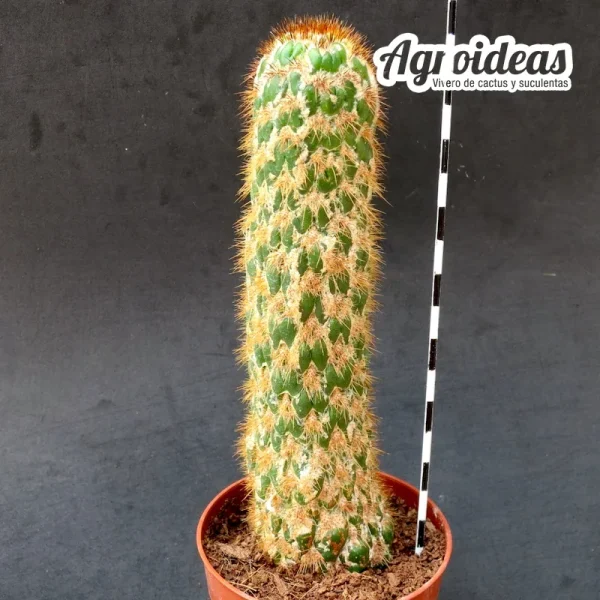 Trichocereus spachianus "monstruoso" Ejemplar