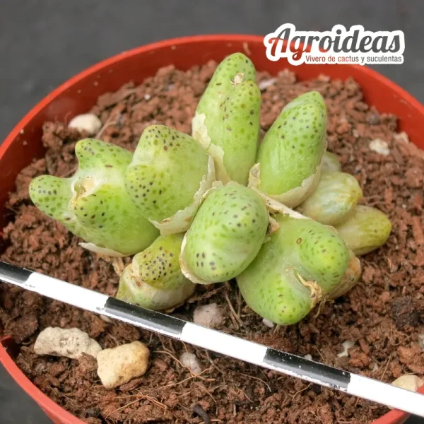 Conophytum karamoepense "fr. Gamsberg"