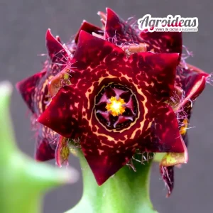 Boucerodorchis "Chonburi"