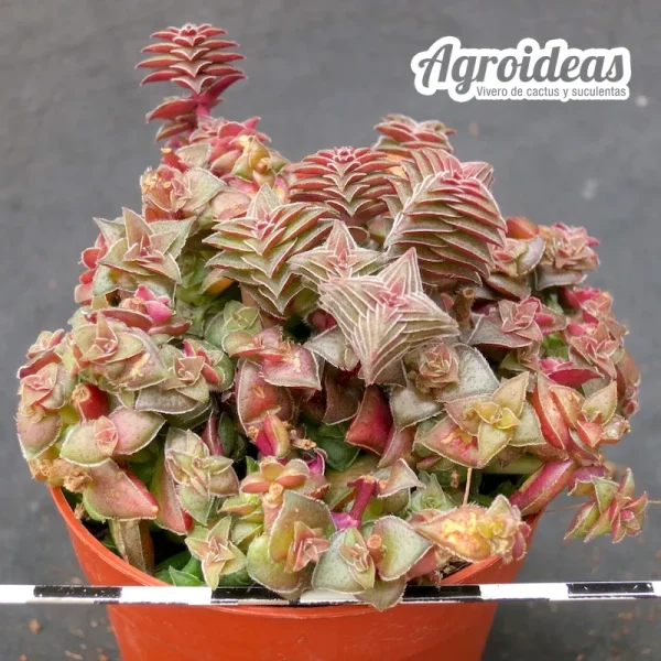 Crassula capitella ssp. thyrsiflora