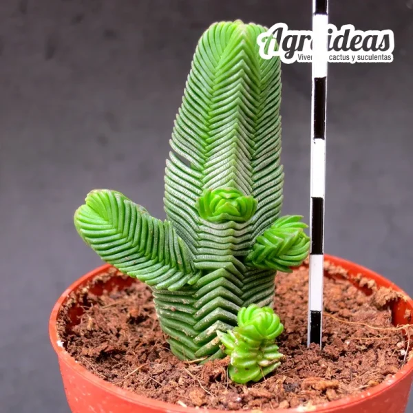 Crassula quadrangularis "fr. gruesa"