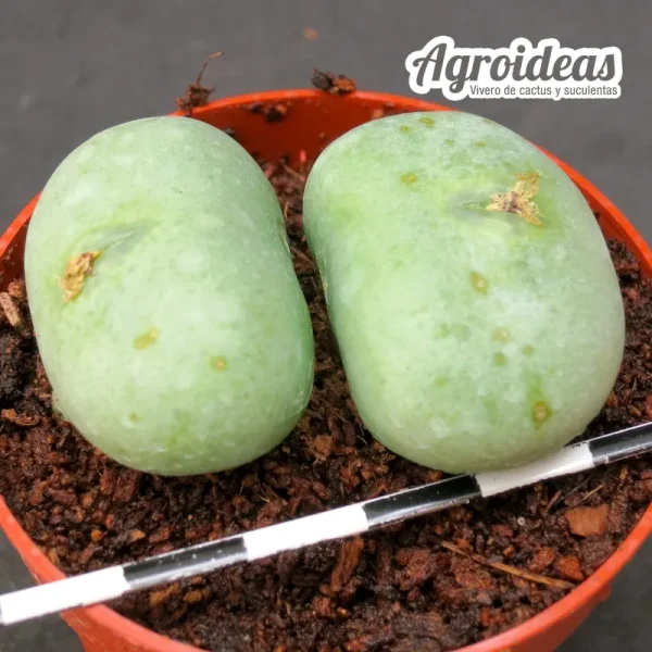 Conophytum wettsteinii SB 2205 - Imagen 2