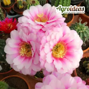 Trichopsis cv. "Tachin-Tachin" Ex. Agroideas