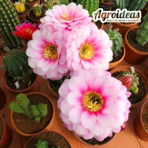 Echinocereus cv. "Tachin-Tachin" Ex. Agroideas